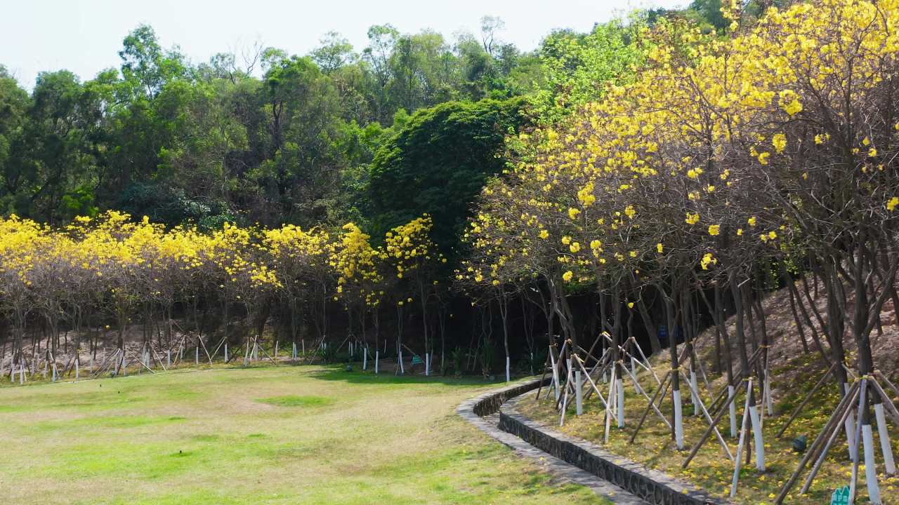 黄花风铃木盛开的户外草地二