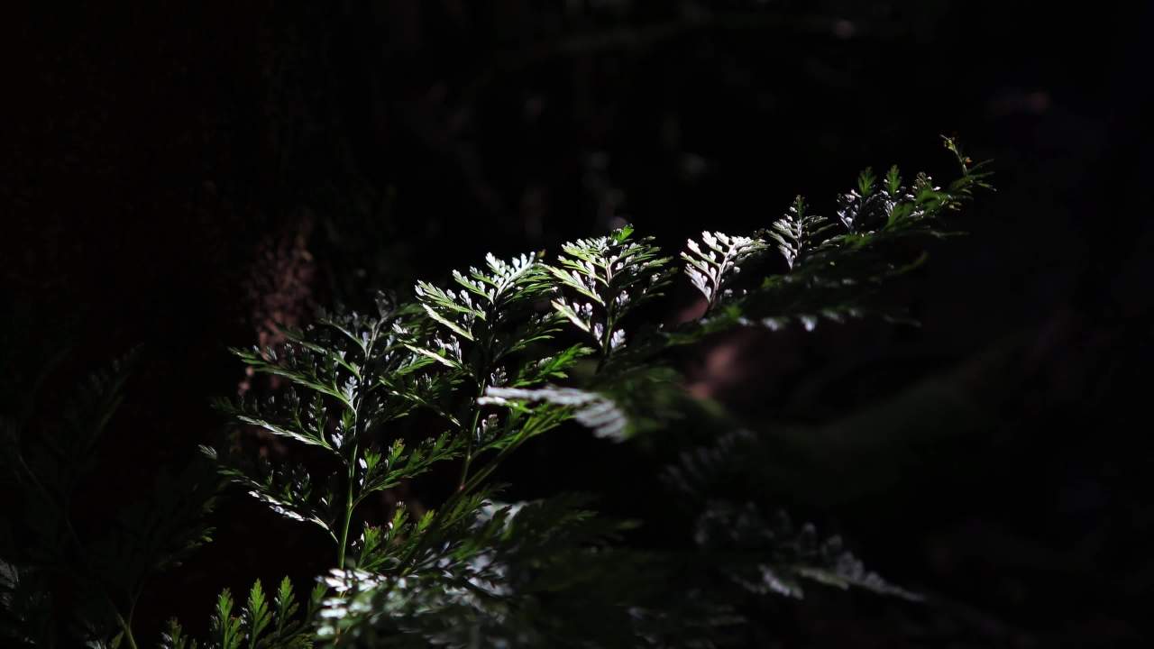 夜色中的植物
