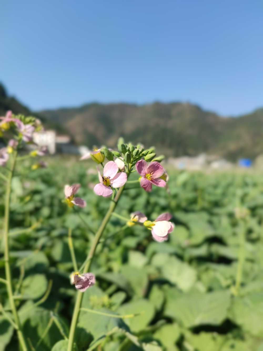 一点粉色