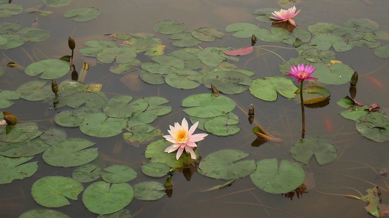 莲花游鱼