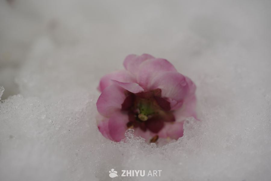 雪中绽放的粉色花