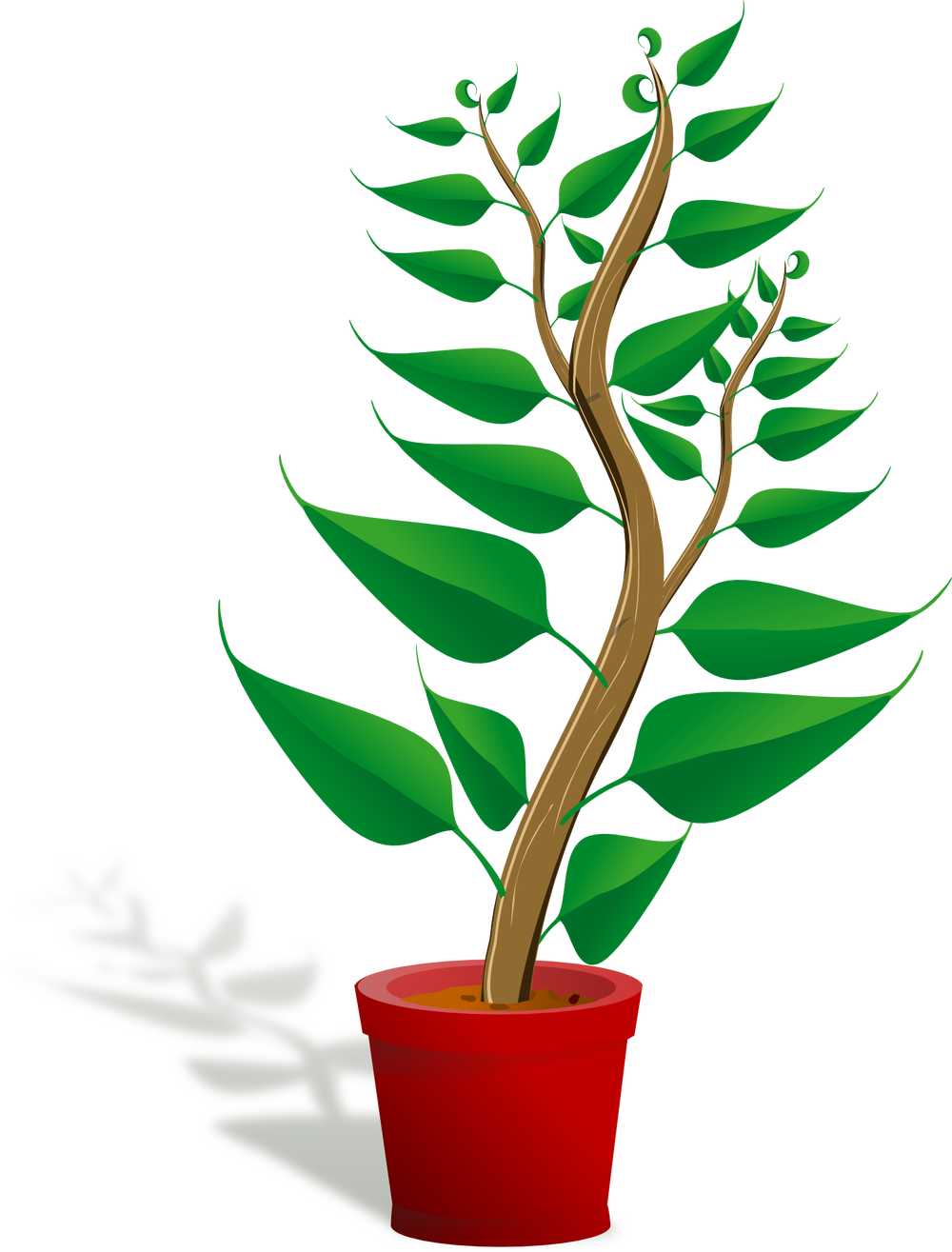 幼苗盆花幼树植物成长增长树叶子自然干