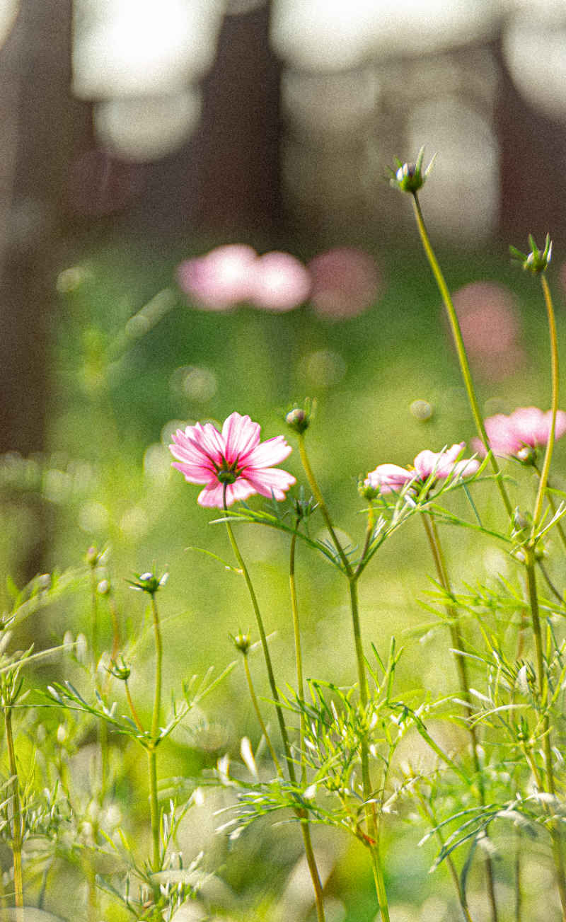 花朵