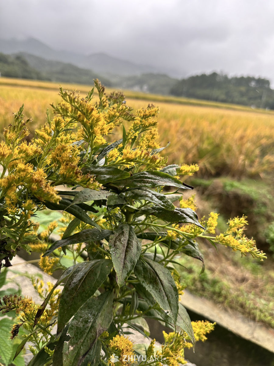 路边的野花