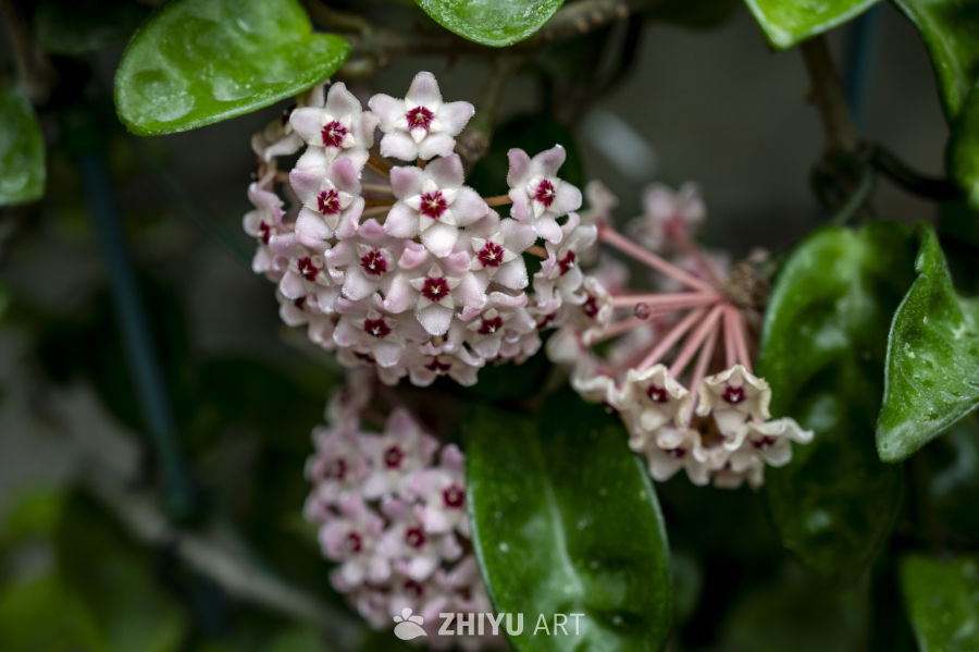 热带植物合集 7