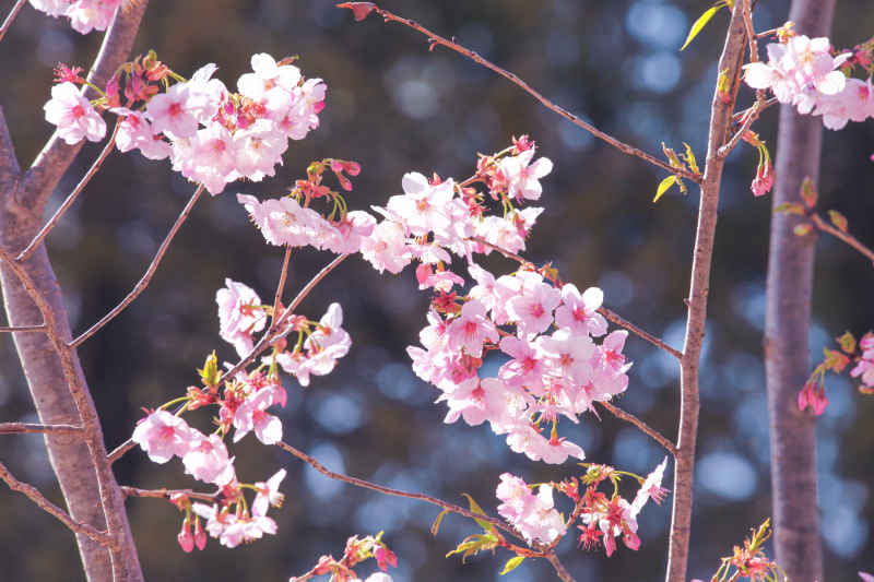 春·樱花祭 24