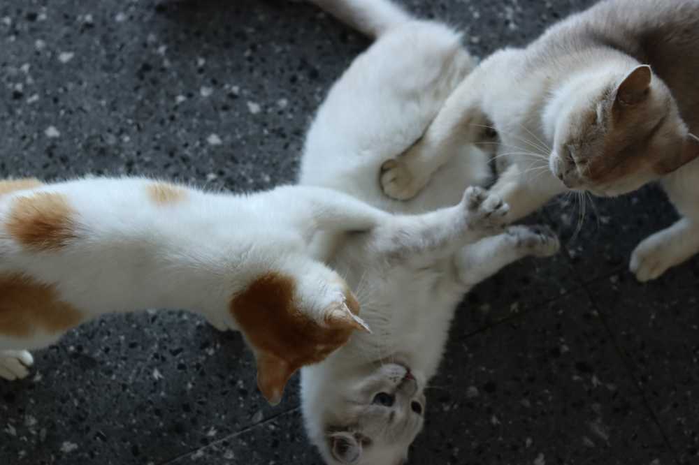 猫