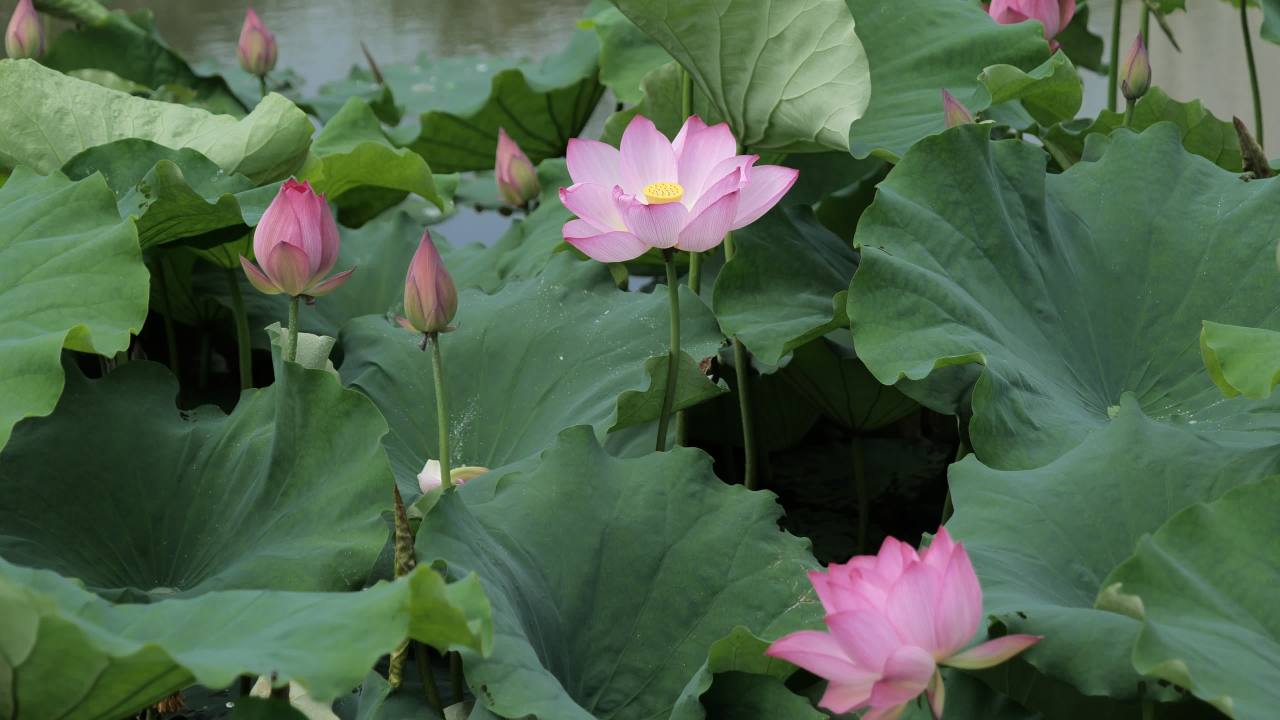 荷花 67