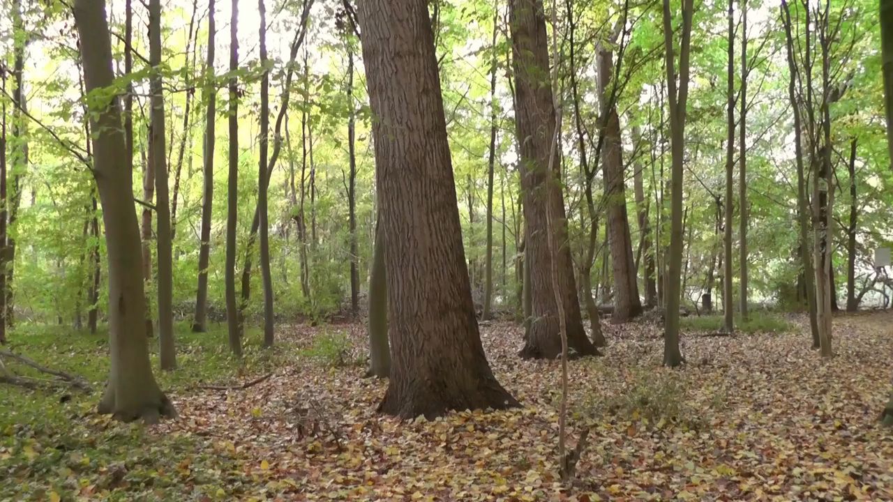 树森林叶枝杈
