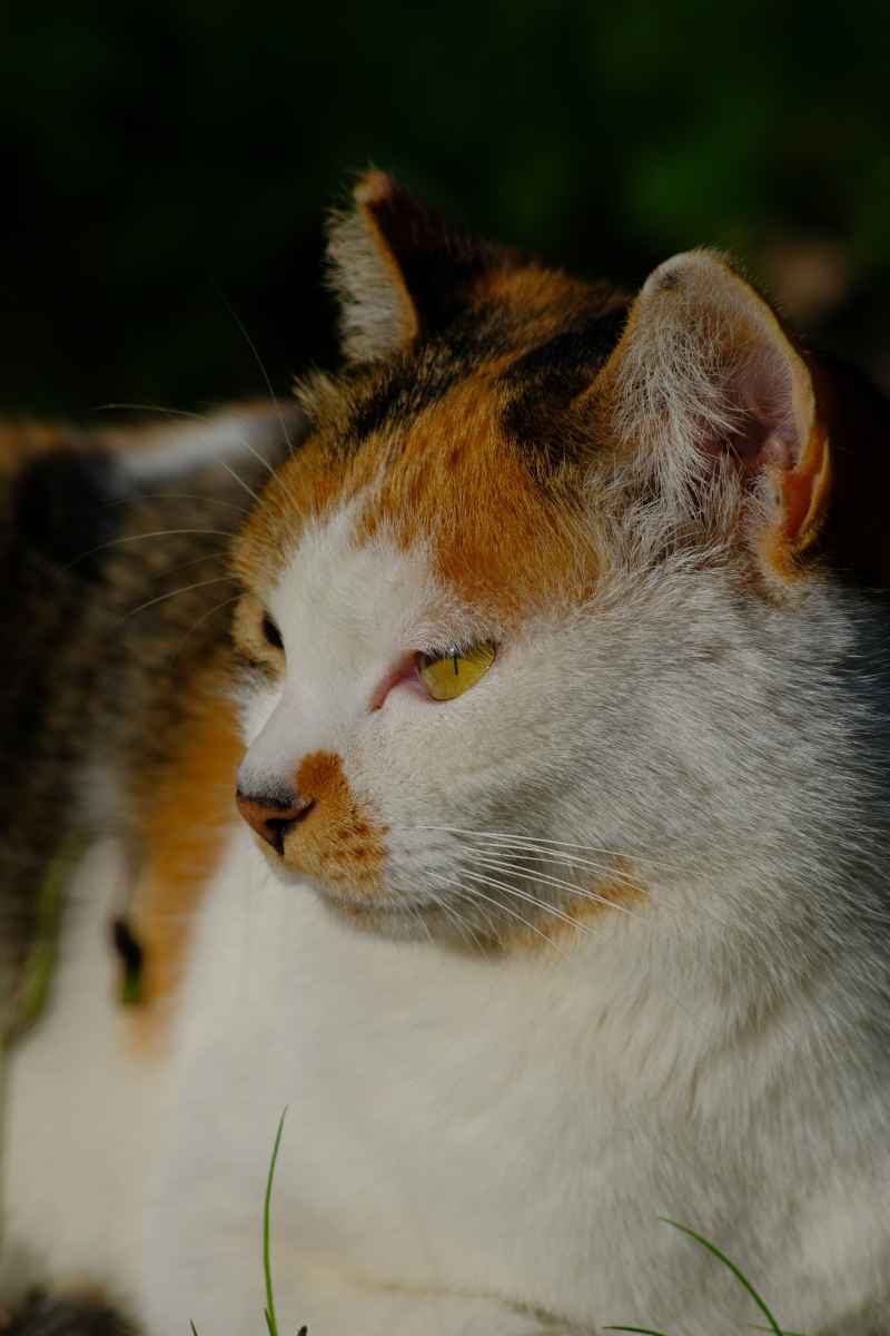 猫猫 10
