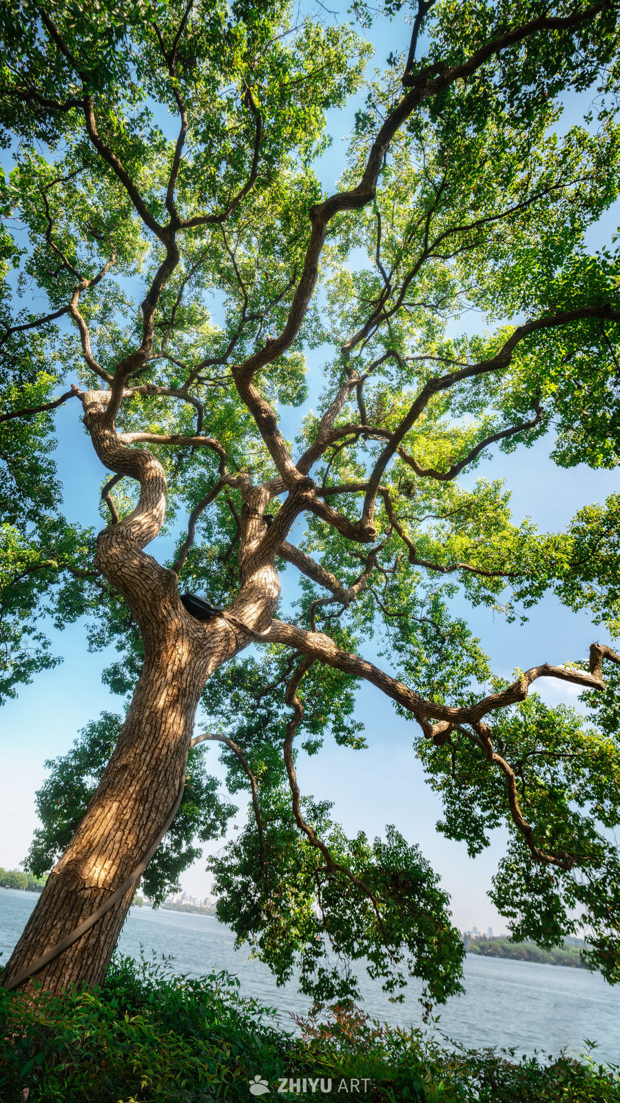 树是另外一种海