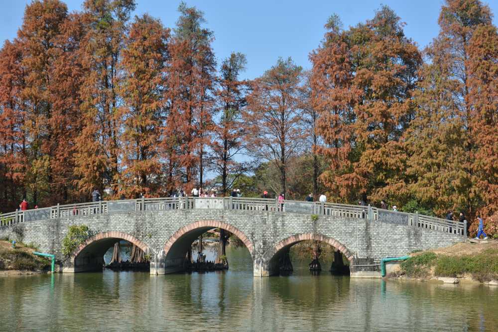 石桥，拱桥，桥梁，落羽杉，秋天，秋季，秋分，