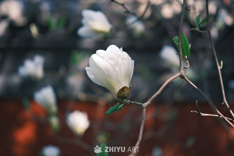 雍和宫-花