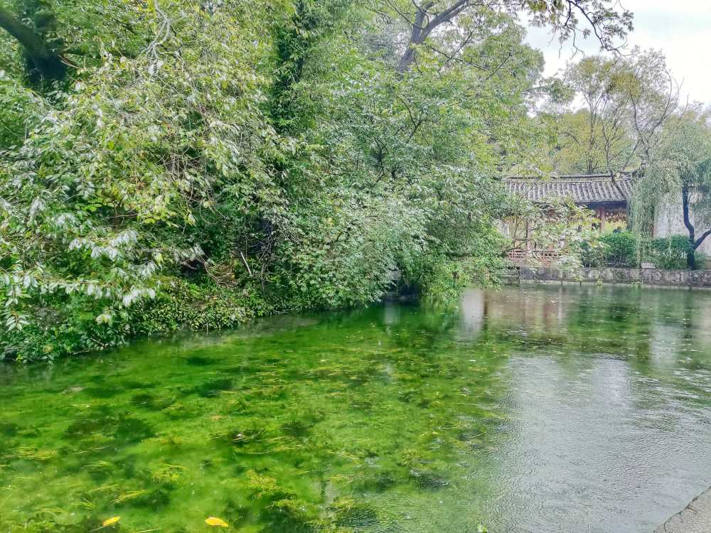白沙古镇水景树枝