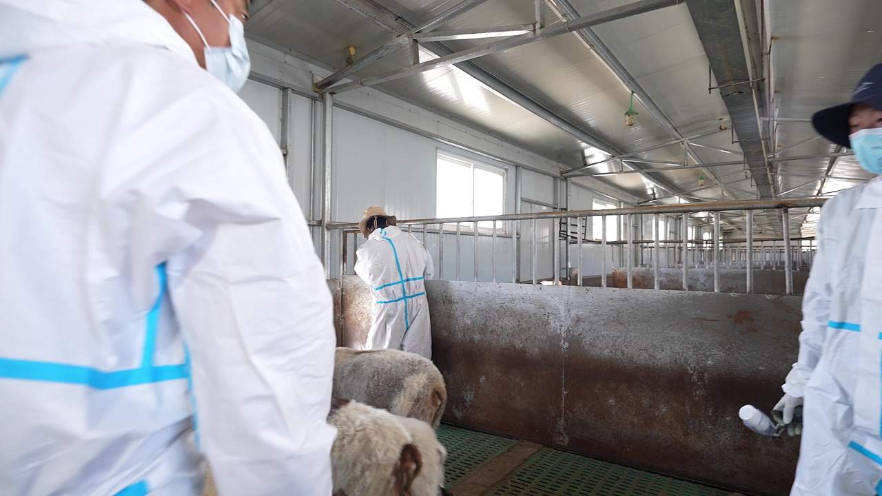 畜牧兽医团队工作记录