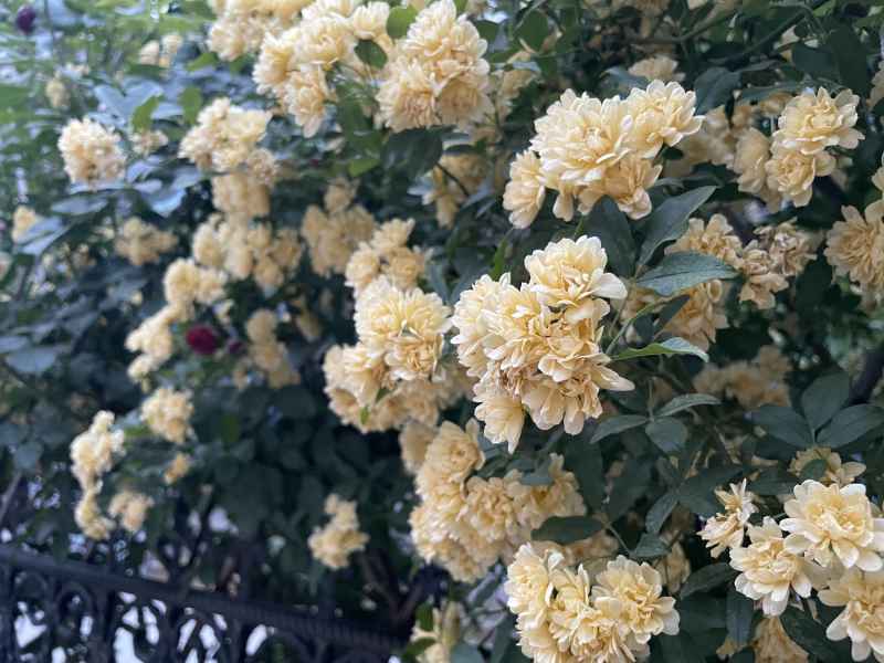 街边庭院木香花