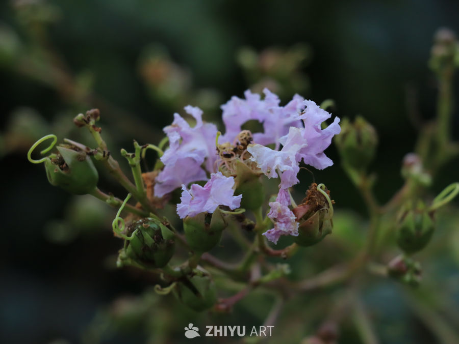 夏日里生机勃勃的紫薇花