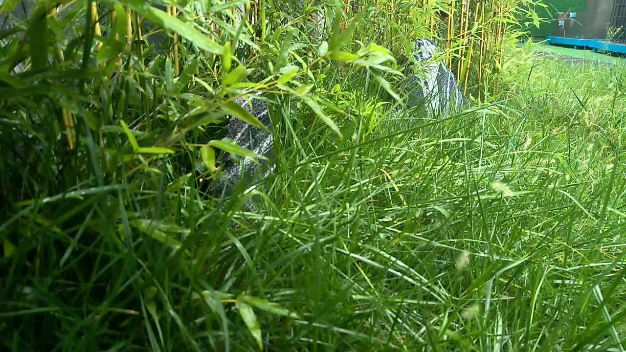 雨，秋雨 2