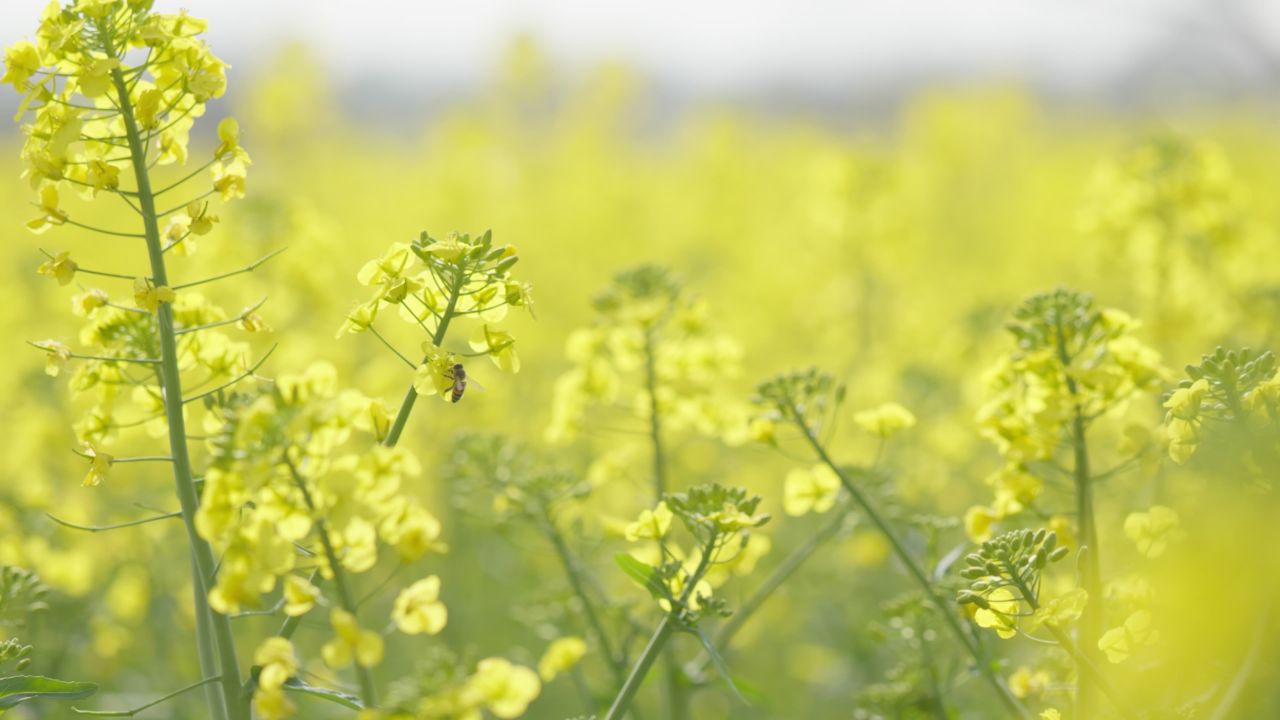 春天农村油菜花海蜜蜂采蜜 12