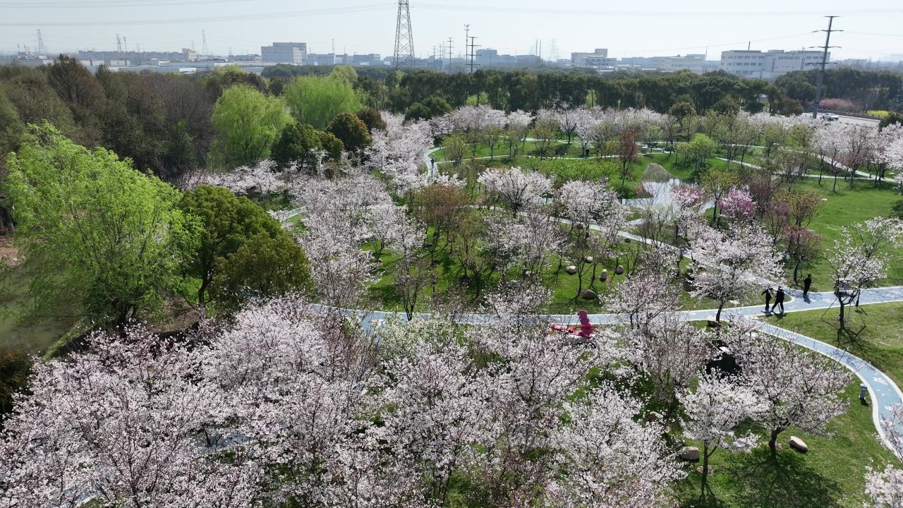 航拍昆山樱花园 5