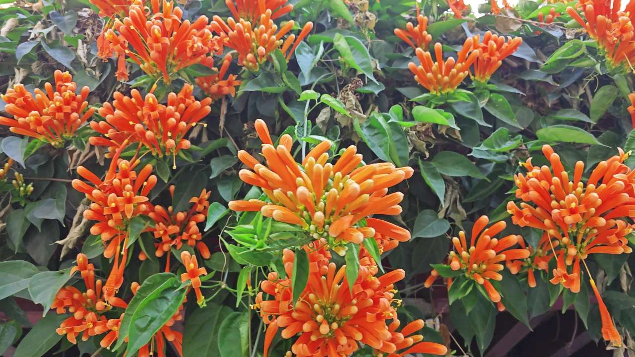 4K春天炮仗花盛开 2