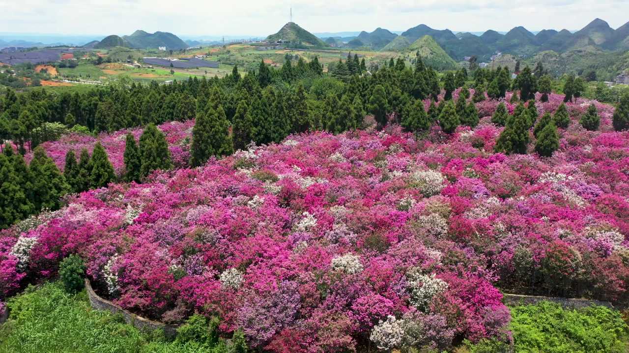 4k航拍紫薇花 紫薇花花海