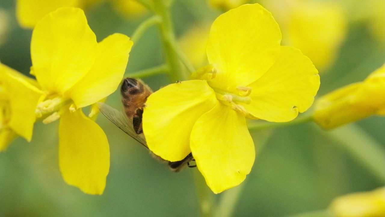 油菜花蜜蜂采蜜特写微距4K实拍