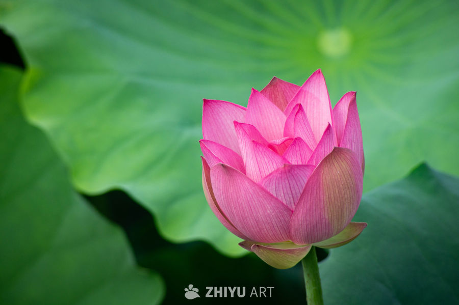 荷花 12