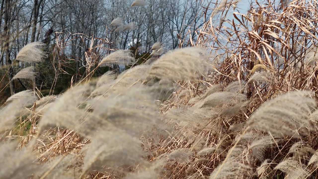 芦苇随风舞动