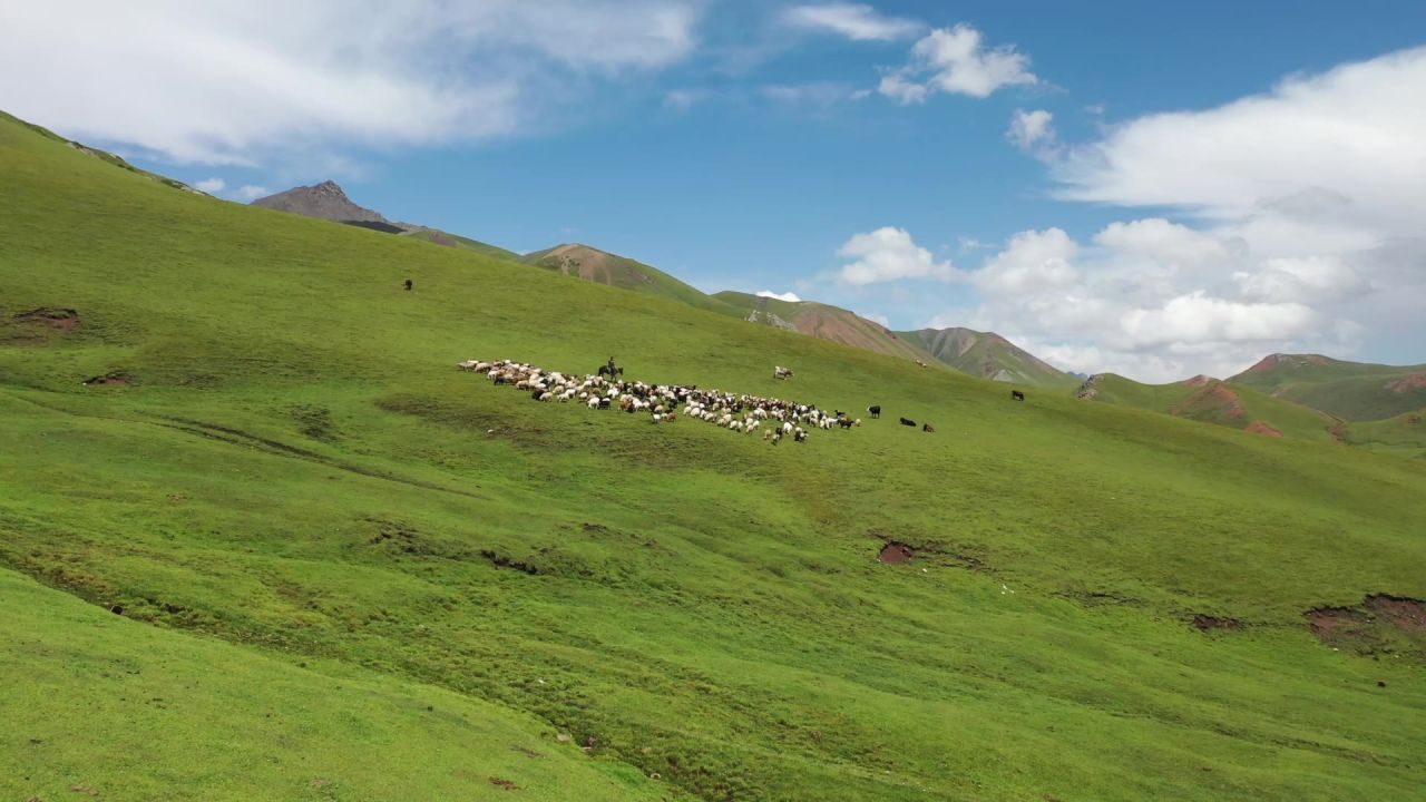 新疆草原羊群