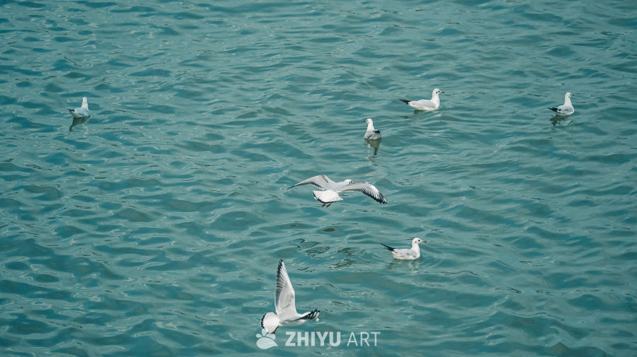 海鸥翱翔于碧波之上
