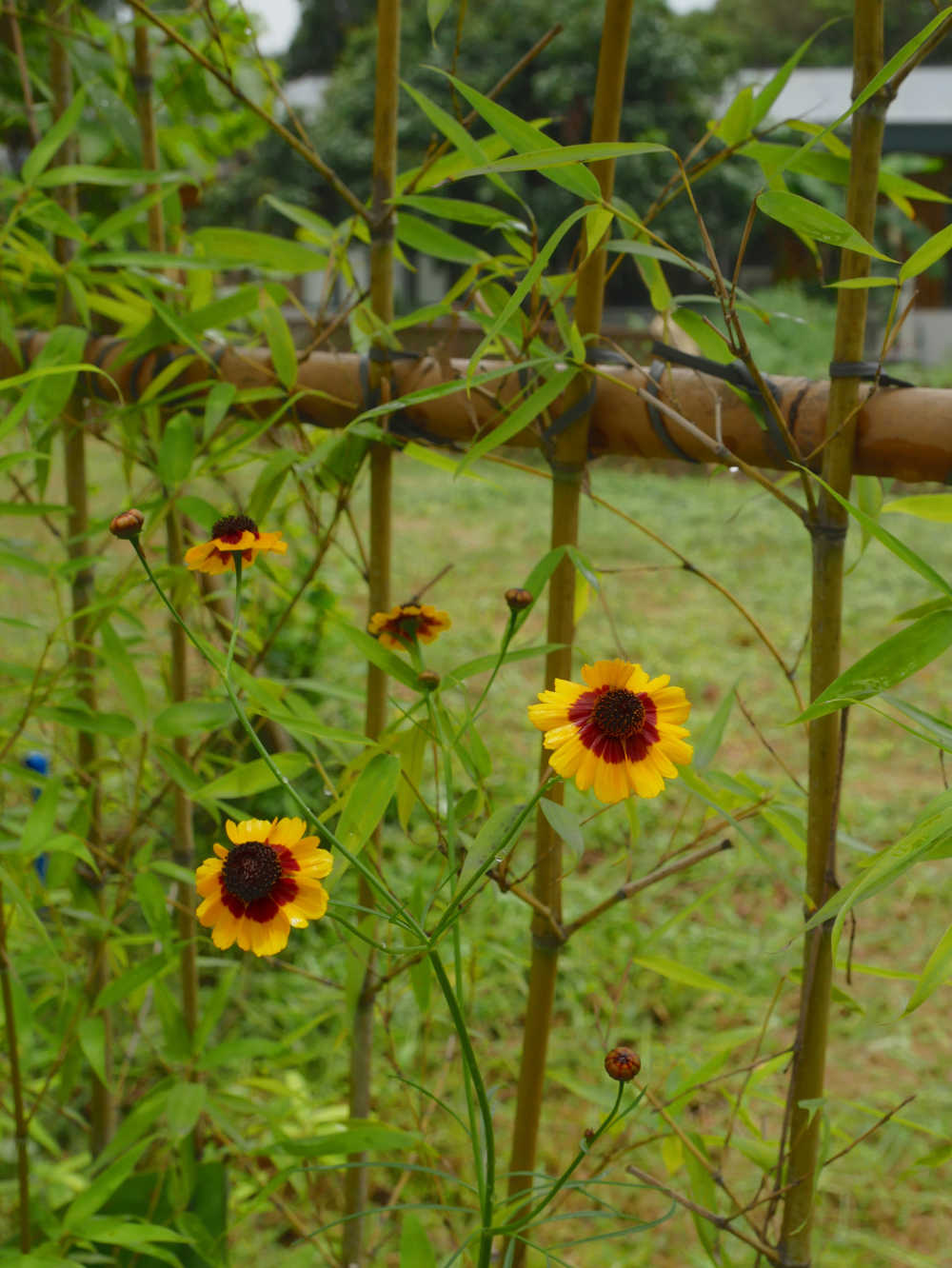 两色金鸡菊