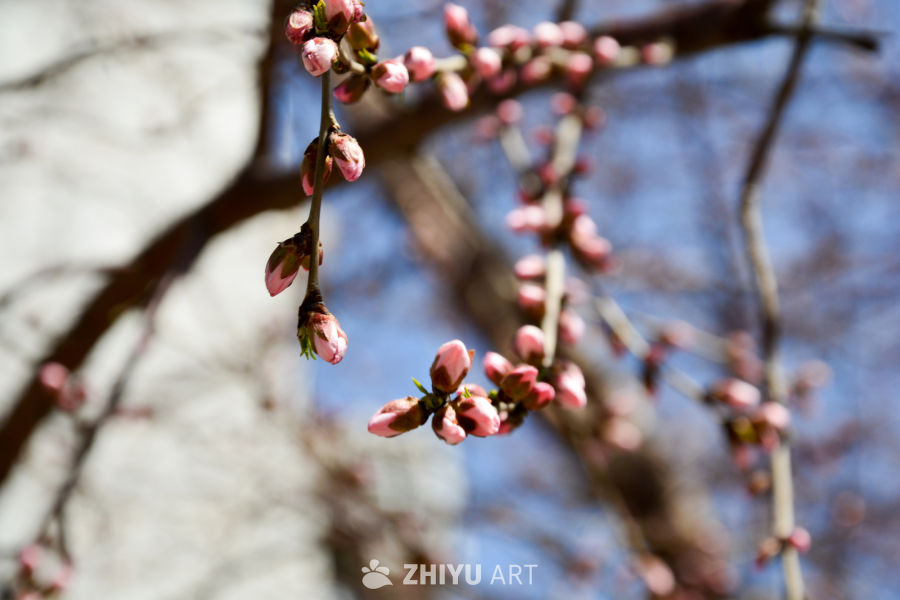 春花山桃