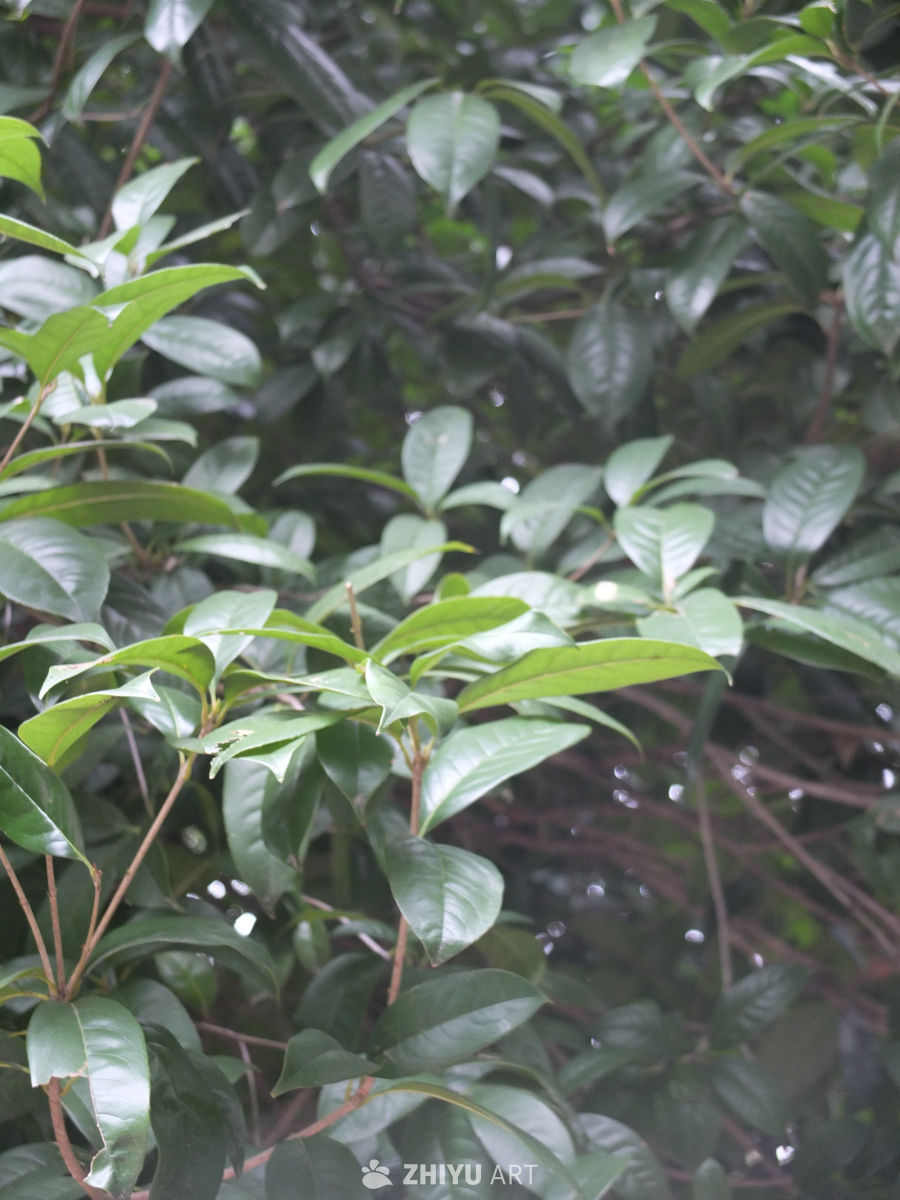 植物 40