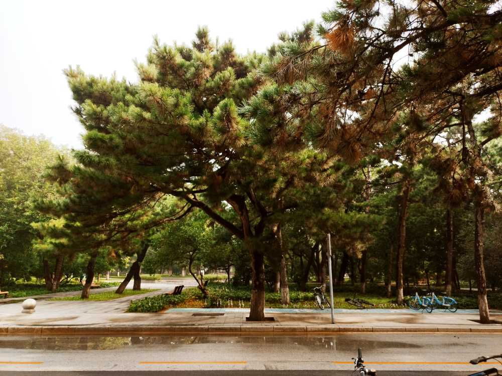 东北大学风景2