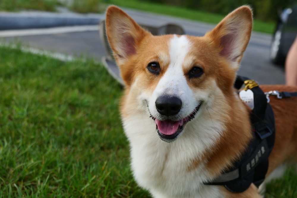 柯基犬
