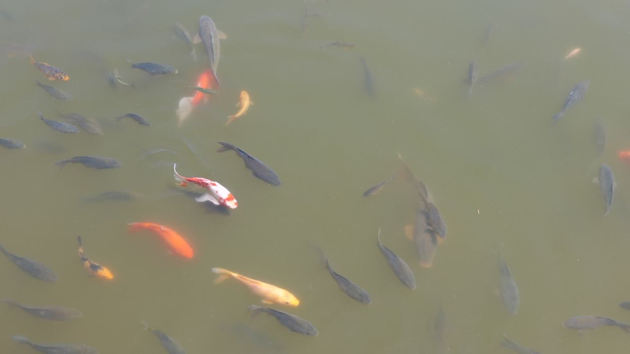 鱼在水里游来游去