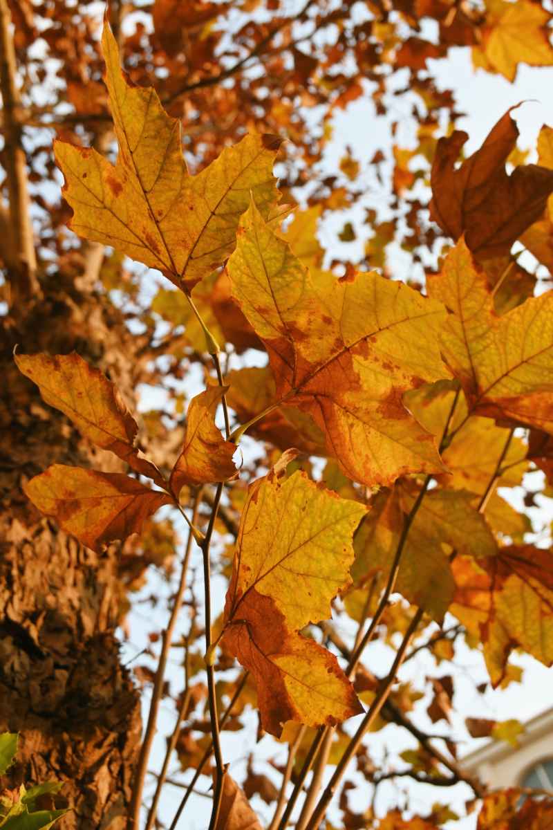 枫🍂