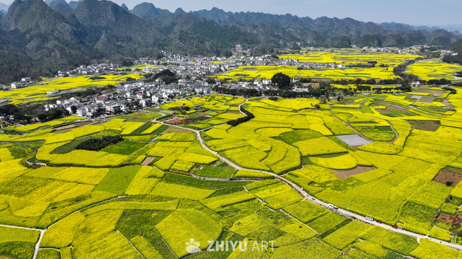 金色田园风光  油菜花海与村落 11
