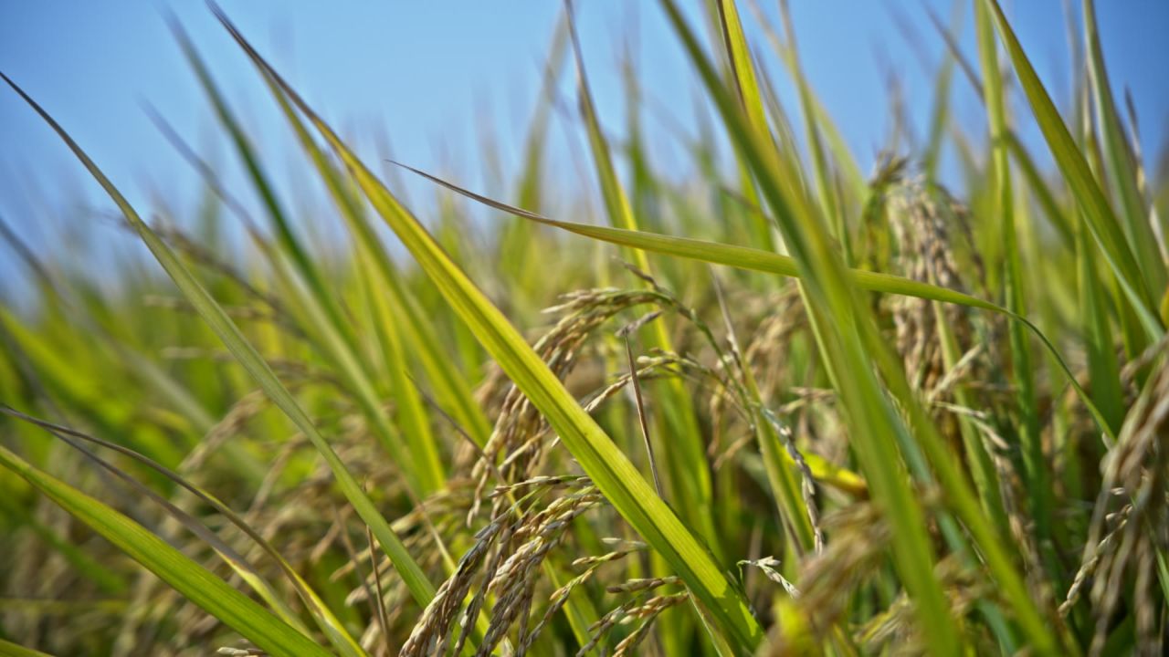 成熟的稻子实拍空境素材