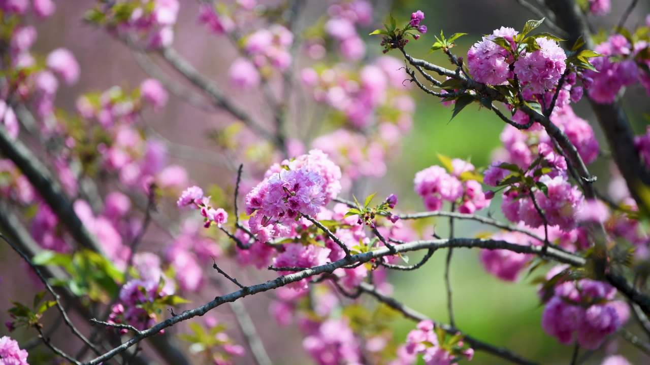 4k春天樱花盛开  樱花花朵特写