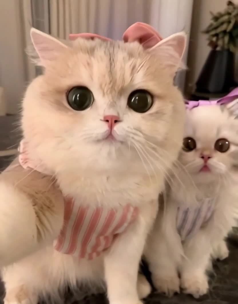 两只可爱猫咪，戴蝴蝶结和围巾，大眼睛萌翻天