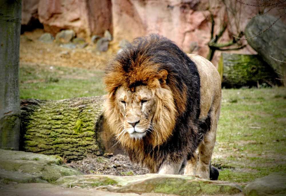狮子动物园男动物