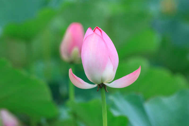 荷花 29