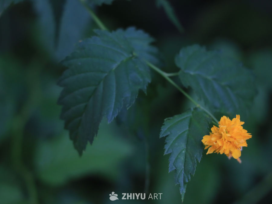 黄花绿叶的宁静时光