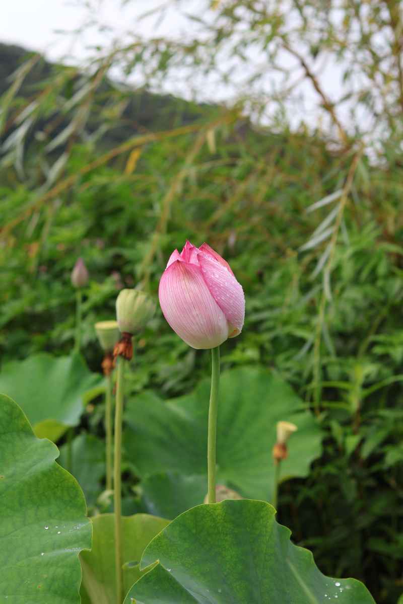 荷花