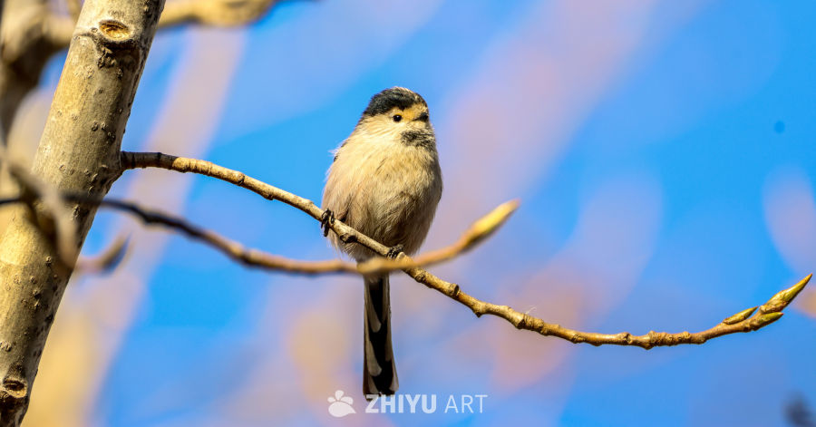 小鸟栖枝，春意盎然
