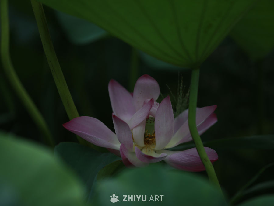 静谧的莲花