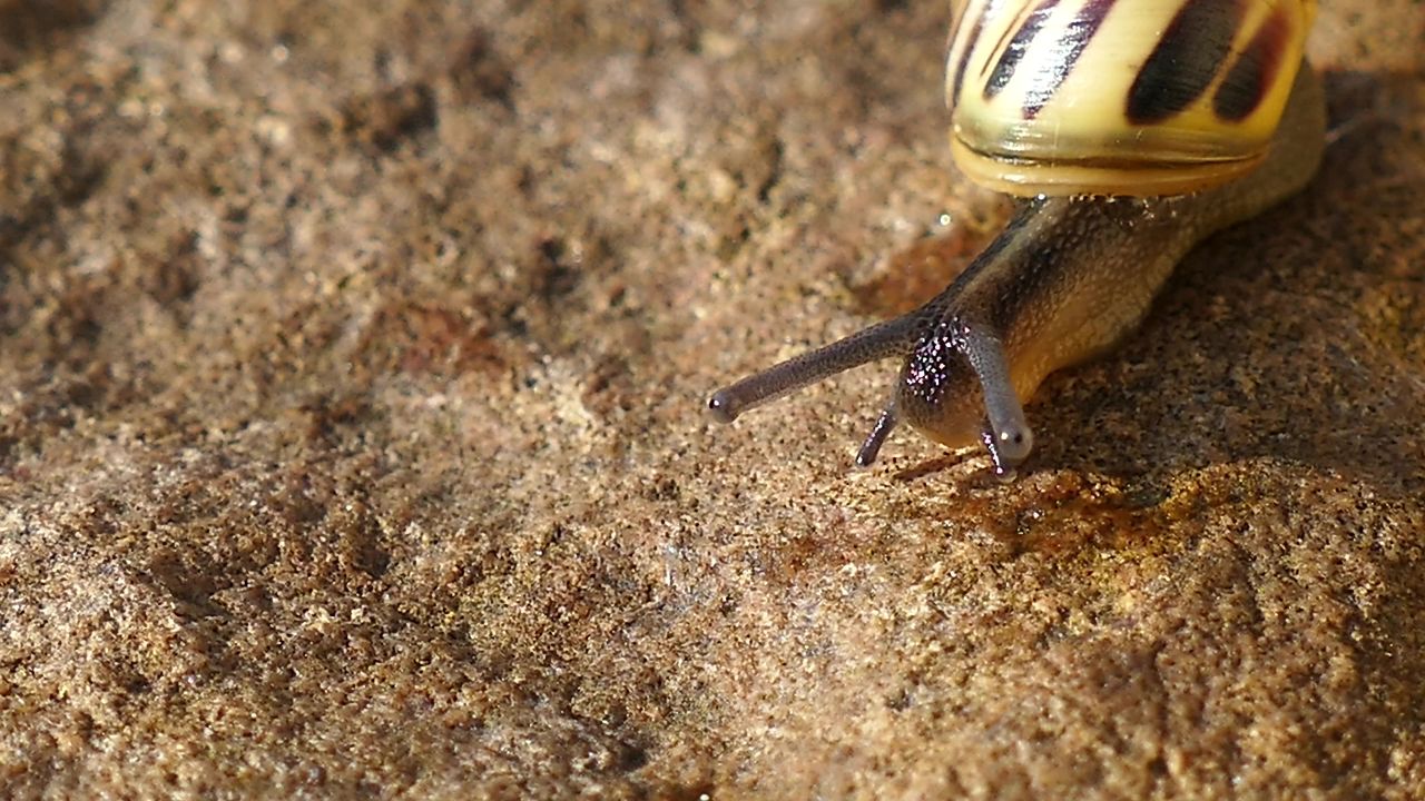 蜗牛软体动物自然