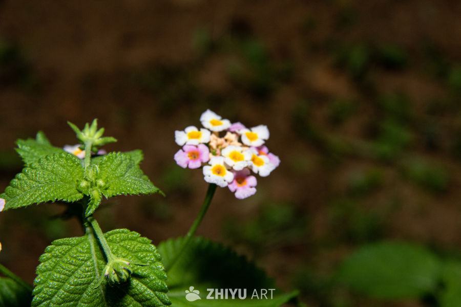 中药材与药材花 81
